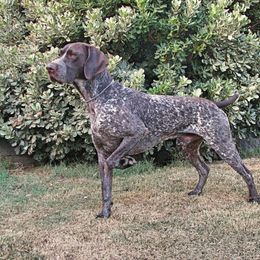 German Shorthaired Pointer and Pointer All Grown Up from Paladen