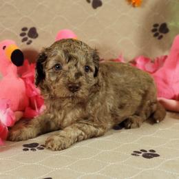 Nike - Brown merle female Aussiedoodle puppy in Colonial Beach, Virginia from Bristol Mine Kennels