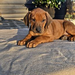 Leggo Black Collar - male Rhodesian Ridgeback puppy in Gaffney, South Carolina from Circle D Farms