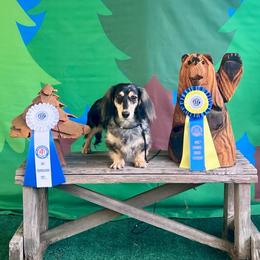 IntCh Dani DCAT TKI RATI SEN SIN ATT CGC - Dachshund