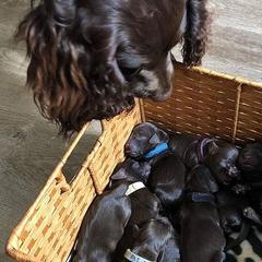 Boykin Spaniels from Tabby’s Sweet Boykins
