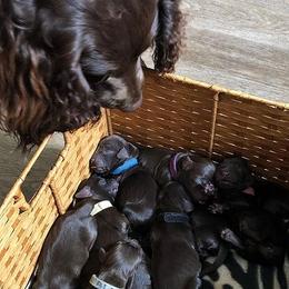Boykin Spaniels from Tabby’s Sweet Boykins