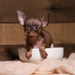 Pixie - Brown and tan female Russian Toy puppy in Citrus Heights, California from Domik of love