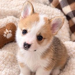Purple Collar - Red male Pembroke Welsh Corgi puppy in Abingdon, Virginia from Em-K Kennels