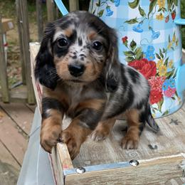 Dachshund Puppies from Doxie Dapples