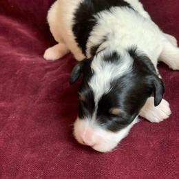 Jazz - Parti male Schnoodle puppy in Kentucky from Mrs Bs Teeny Schnauzers & Doodles