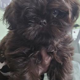 Shih Tzu Puppies from 🩷ViviDreamyShihtzus🩷