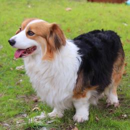 Murphee - Pembroke Welsh Corgi