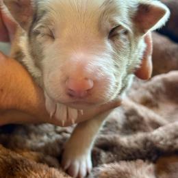 Bacon - Red merle male Border Collie puppy in East Ellijay, Georgia from Nine Peaks Border Collies