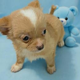 Timon - Red male Chihuahua puppy in Kyle, Texas from joy of chihuahuas tx