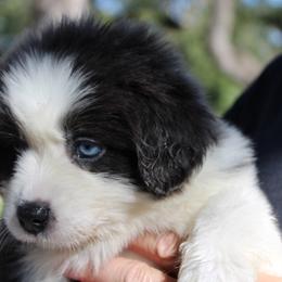 Bailey - Dilute blue female Australian Shepherd puppy in Colorado Springs, Colorado from Rocky Mountain Aussies
