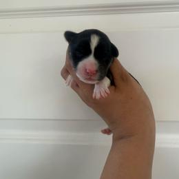 Girl 4 - Black and tan female Pembroke Welsh Corgi puppy in Red Bluff, California from Wilder Ranch Corgis