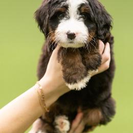 Green - Tri-color female Bernedoodle puppy in Alpharetta, Georgia from Doodles of Buckhead