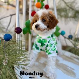 Bernedoodle, Cavalier King Charles Spaniel, Cavapoo, Goldendoodle, and Poodle Puppies from Gypsi Doodles & Poodles LLC.