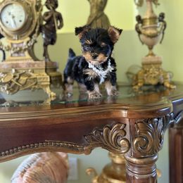 Yorkshire Terrier puppies from Moon Ranch Puppies