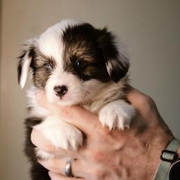 Queen - Black and tan female Pembroke Welsh Corgi puppy in South Otselic, New York from Ridge Top Corgis
