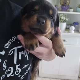 Bear - Black and mahogany male Rottweiler puppy in Tangent, Oregon from Raya's Royals