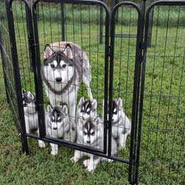 Siberian Husky Puppies from Kaleidoscope