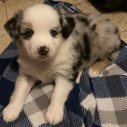Koda - Blue merle male Miniature Australian Shepherd puppy in Westwego, Louisiana from Connie's American Eskimo Dogs and Mini Australian Shepherd Dogs