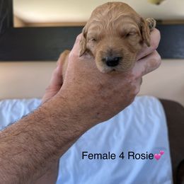 Goldendoodle Puppies from Hesseldoodles Farm