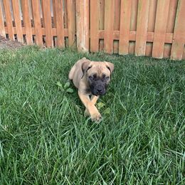 Boerboel Puppies from Grace and H.B. Kennel
