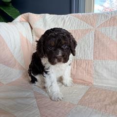 Martha - Liver white and tan female Springerdoodle puppy in Dundee, Ohio from Evalina Miller's Spaniels