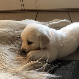 Golden Retriever Puppies from Dream Goldens