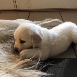 Golden Retriever Puppies from Dream Goldens
