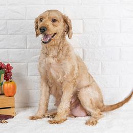 Lexi - Goldendoodle
