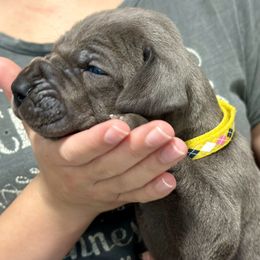Great Dane Puppies from Blue Thunder Danes