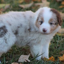 Chestnut - Red merle female Australian Shepherd puppy in Granville, Ohio from River Trails Aussies