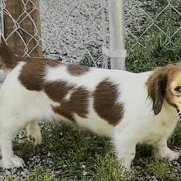 Britta - Dachshund