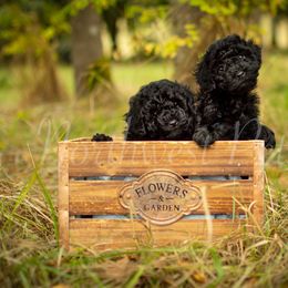 Poodle Puppies from Northwest pets Poodles