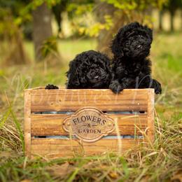 Poodle Puppies from Northwest pets Poodles
