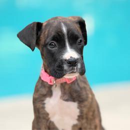 Victory (Tory) - Brindle female Boxer puppy in Georgia from Stephanie’s Boxers
