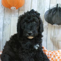 Martha - Black Labradoodle puppy in Lanexa, Virginia from Lees Reach Farm