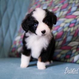 Australian Shepherd, Miniature American Shepherd, Miniature Australian Shepherd, and Toy Australian Shepherd Puppies from Painted Blue Aussies