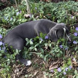Mountain Cur Puppies from Walnut Ridge Mountain Curs