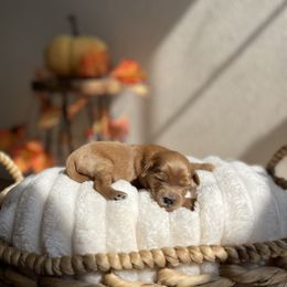 Joy - Red  female Goldendoodle puppy in San Jose, California from Doodle Amore