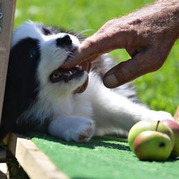 Border Collie Puppies from Fasstari