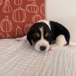 Beagle Puppies from Whitney Ranch Beagles