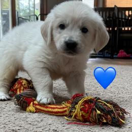 Boy 2 - Light golden male Golden Retriever puppy in Clyde, Michigan from Shady Creek Goldens