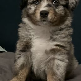 Miniature American Shepherd Puppies from Little Loves Farm