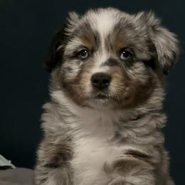Miniature American Shepherd Puppies from Little Loves Farm