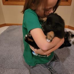 Australian Shepherd Puppies from Summit Australian Shepherds