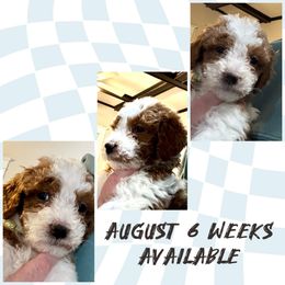 August - Goldendoodle puppy from Perfect Fit Poodles & Doodles