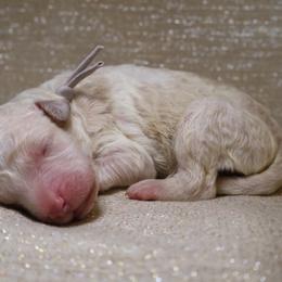 Lucky - Parti male Goldendoodle puppy in Cherry Creek, New York from Doodles Pups of NY