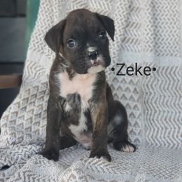 Zeke - Brindle male Boxer puppy in Newville, Pennsylvania from Zimmerman's Pets