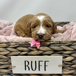 Meli's Pink Female - Apricot female Goldendoodle puppy in Great Falls, Montana from Montana Goldendoodles