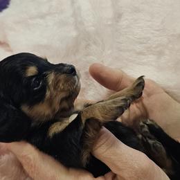G1 - Black and tan female Dachshund puppy in Austin, Texas from Glorious Minis